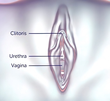 Chematische Darstellung der Vagina